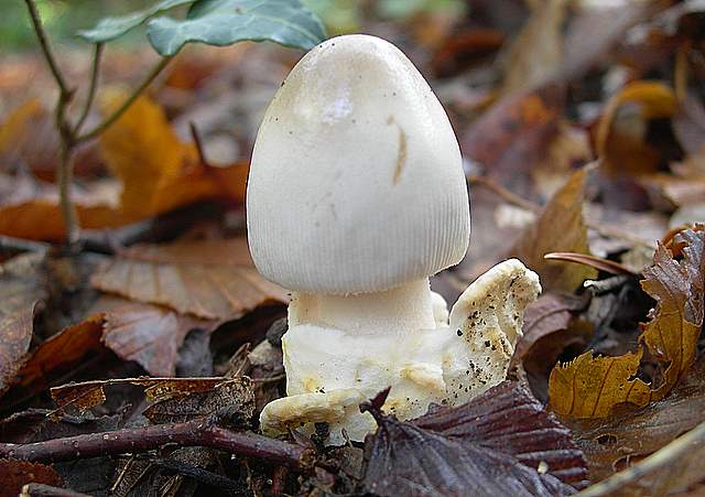 Amanita spec. Cod.: 4748-07